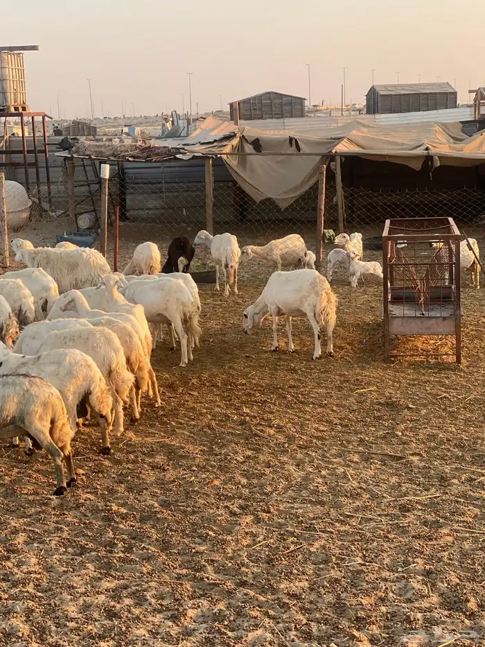 40 راس حريات بفحلها  الدمام 2
