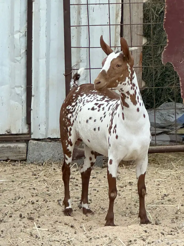 ماعز عمانية درجه ثالثه 1
