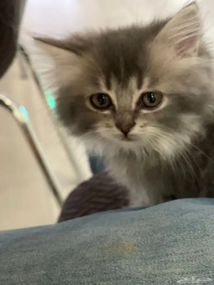 قطط للبيع والتبني 2