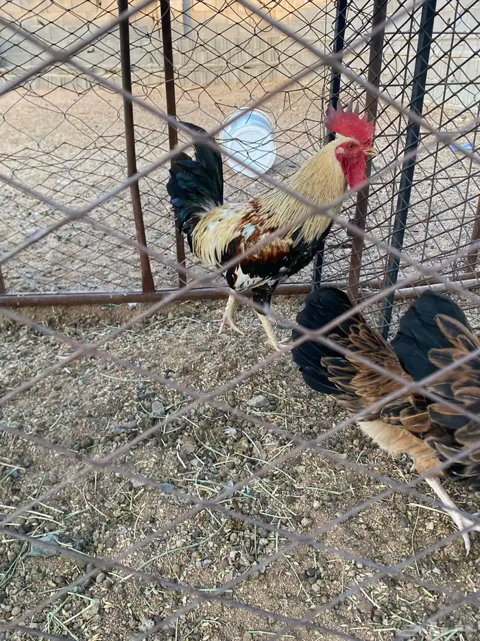 للبيع ديك دجاج فرنسي و شوكي 2