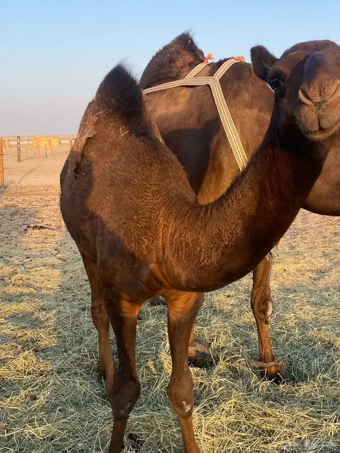 قعود سمين فلل 5