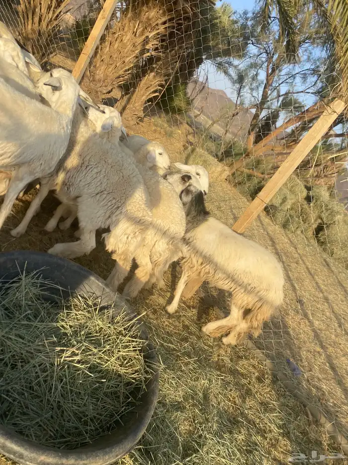 غنم حريات اسنان 6