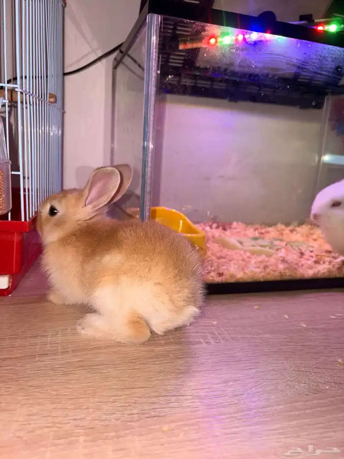 ارانب صغار 2