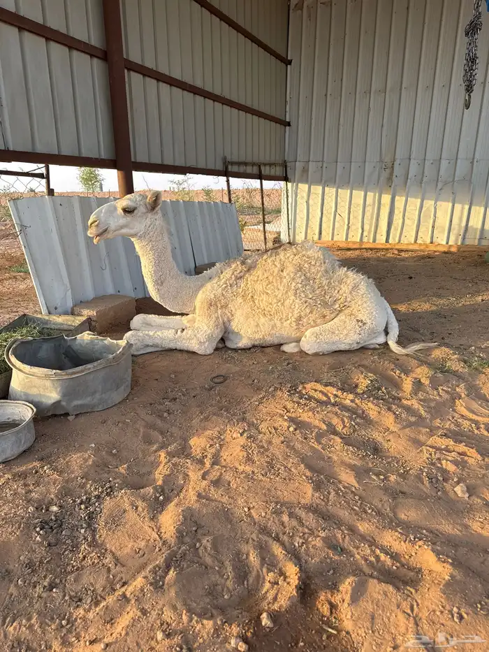 بكره للبيع 0