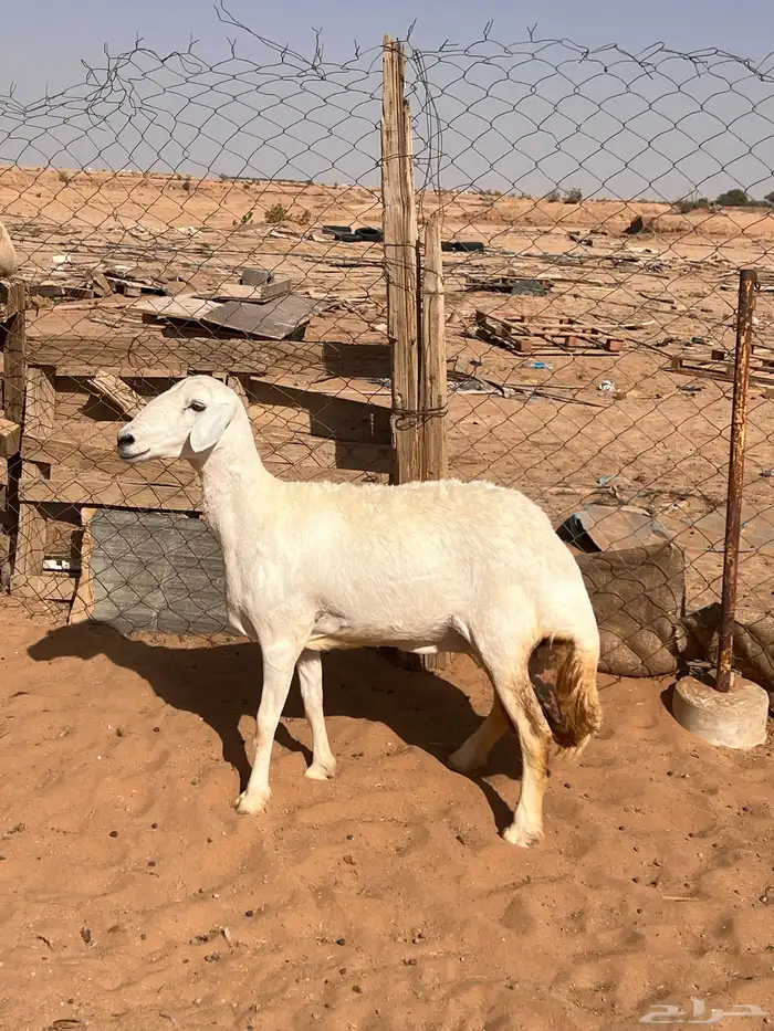 شاه للبيع حايل الموقع القويعية 0