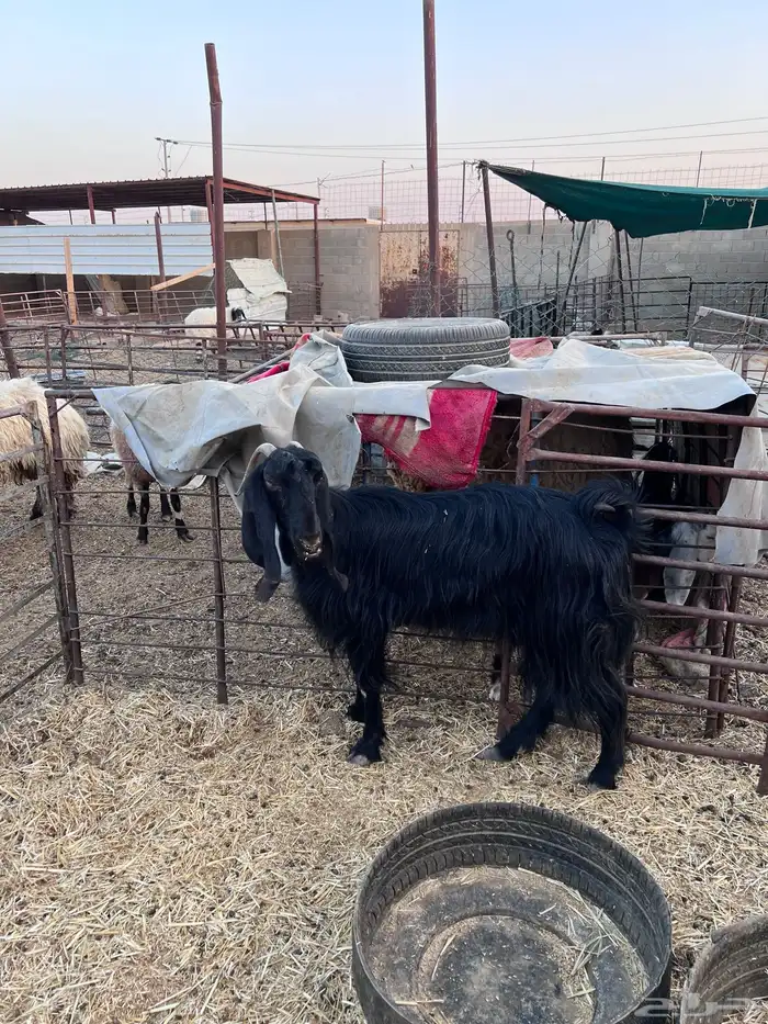 عنز شرط مضرع 0