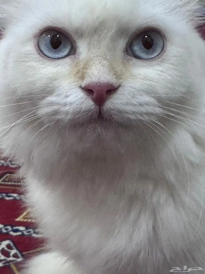 قطوه بيضه 2
