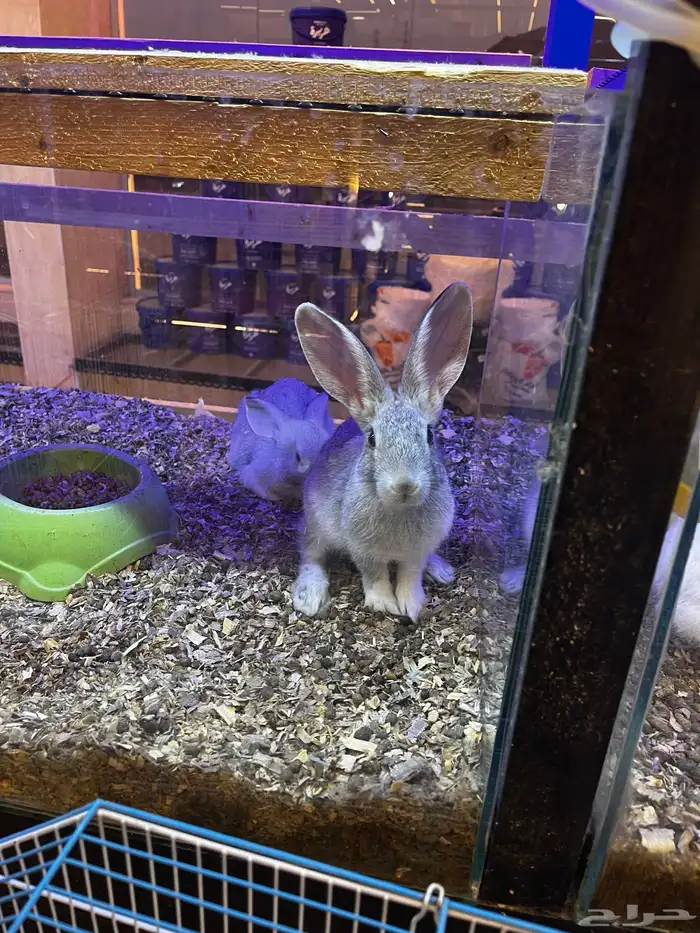 أرانب منزليه اليفه 13