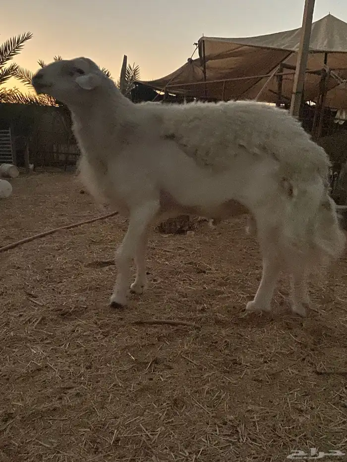 فحل حري فاخر 2