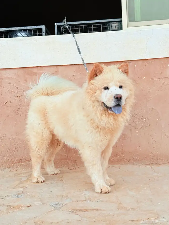 كلب تشاو تشاو 2