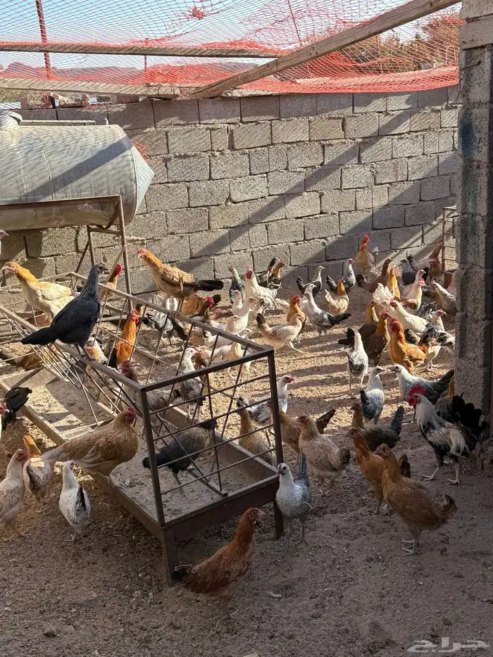 يوجد دجاج بلدي وديكة للبيع 0