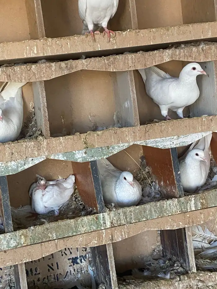 حمام فرنسي سوبر جامبو 2