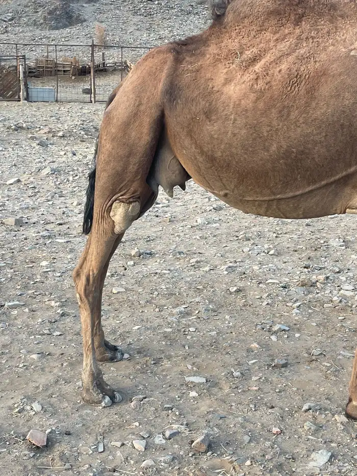 للبيع ناقه خلفاء طيبه 3