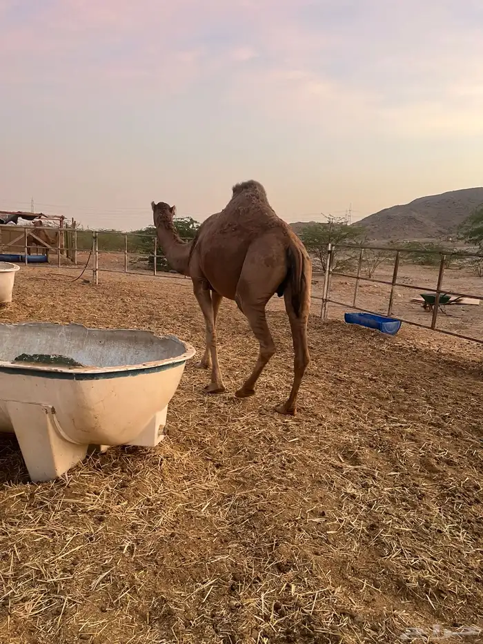 ناقه القحه 4