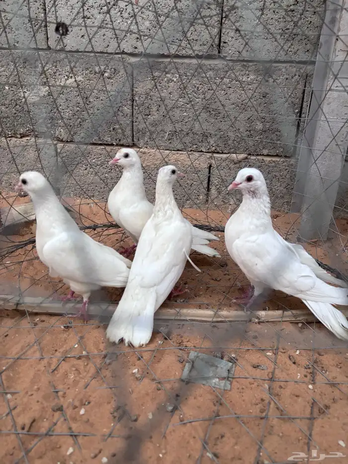 حمام صنعاوي 2