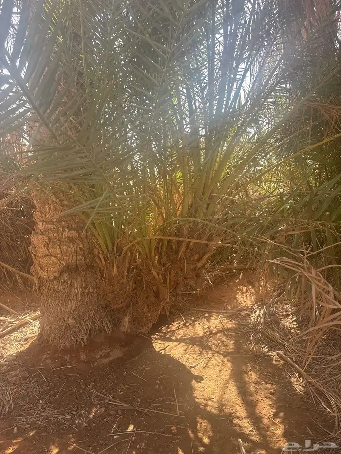 للبيع فروخ النخل 2