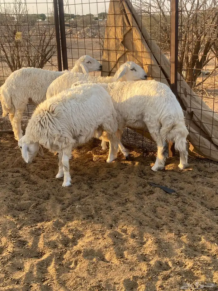 طليان حريه 0