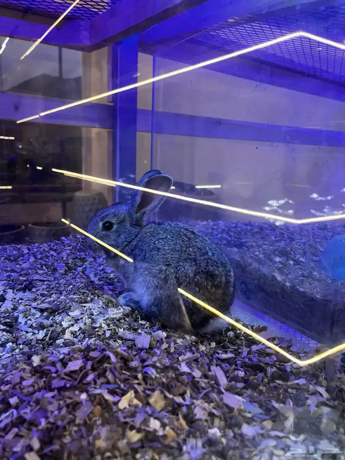 أرانب منزليه اليفه 16