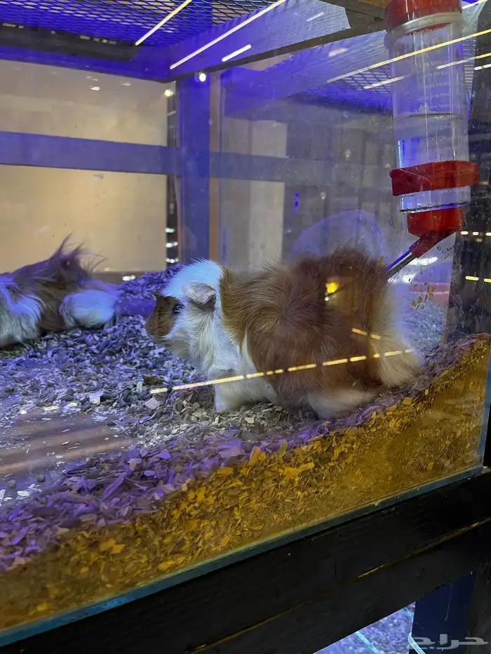 أرانب منزليه اليفه 9