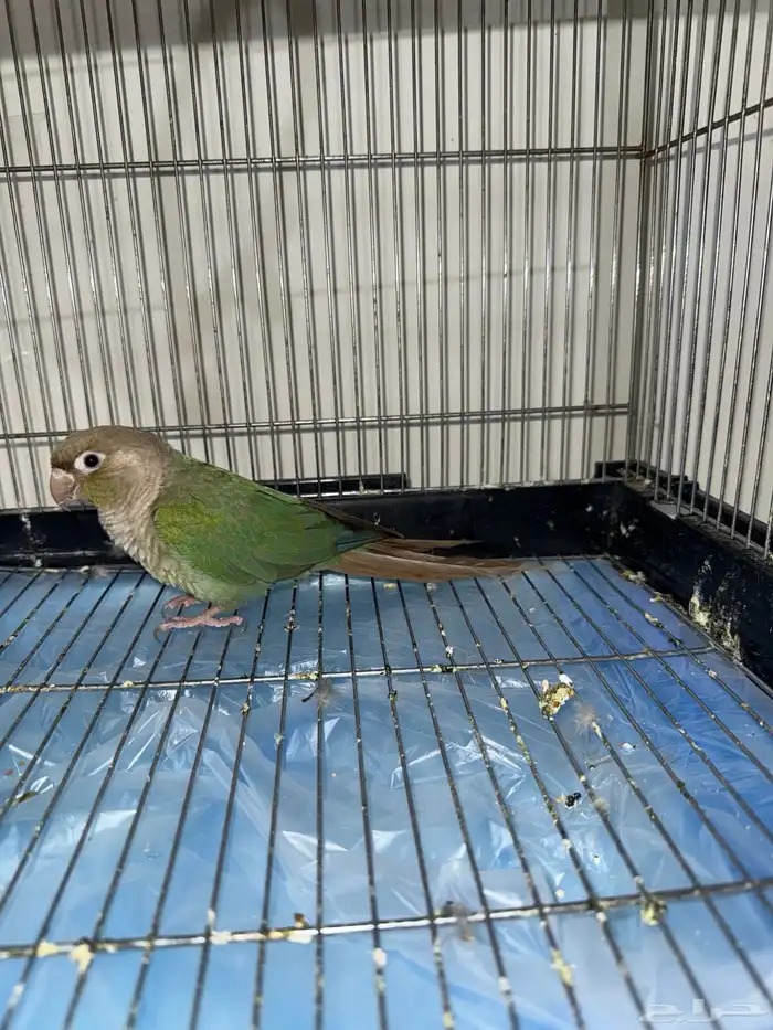 ببغاء كنيور 4