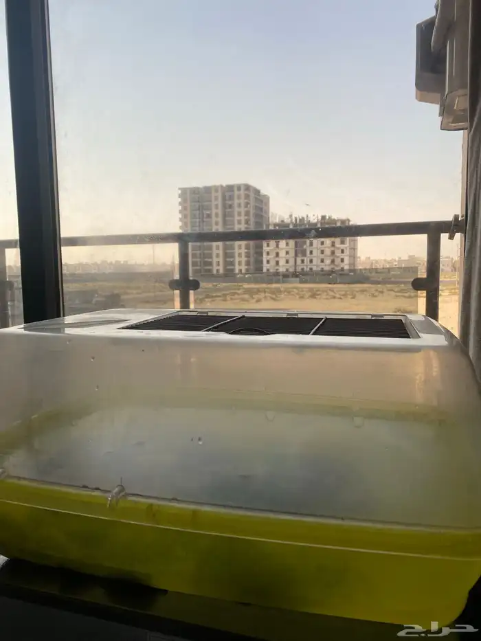 سلحفاه للبيع ب60 0