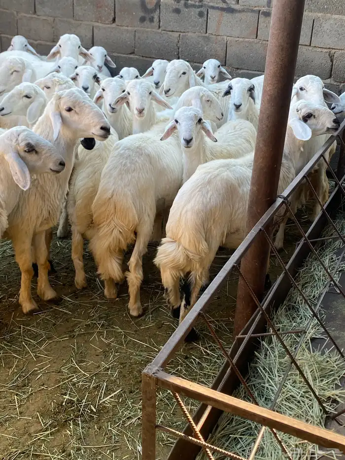 بهم كفو وجرمه كفو وذيوله كفو على الشرط من جميع العذاريب 1