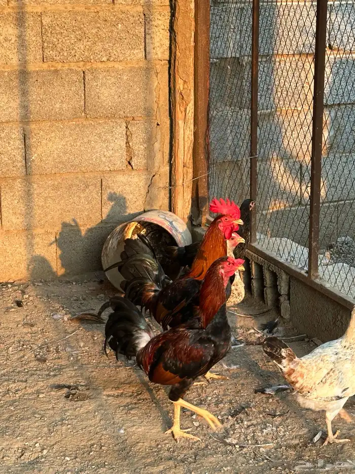 دجاج وديوك لبيع 1