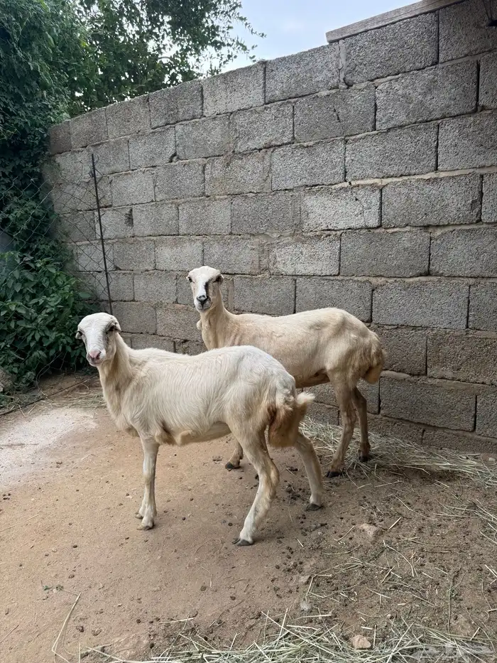 نعجه منتوج 0