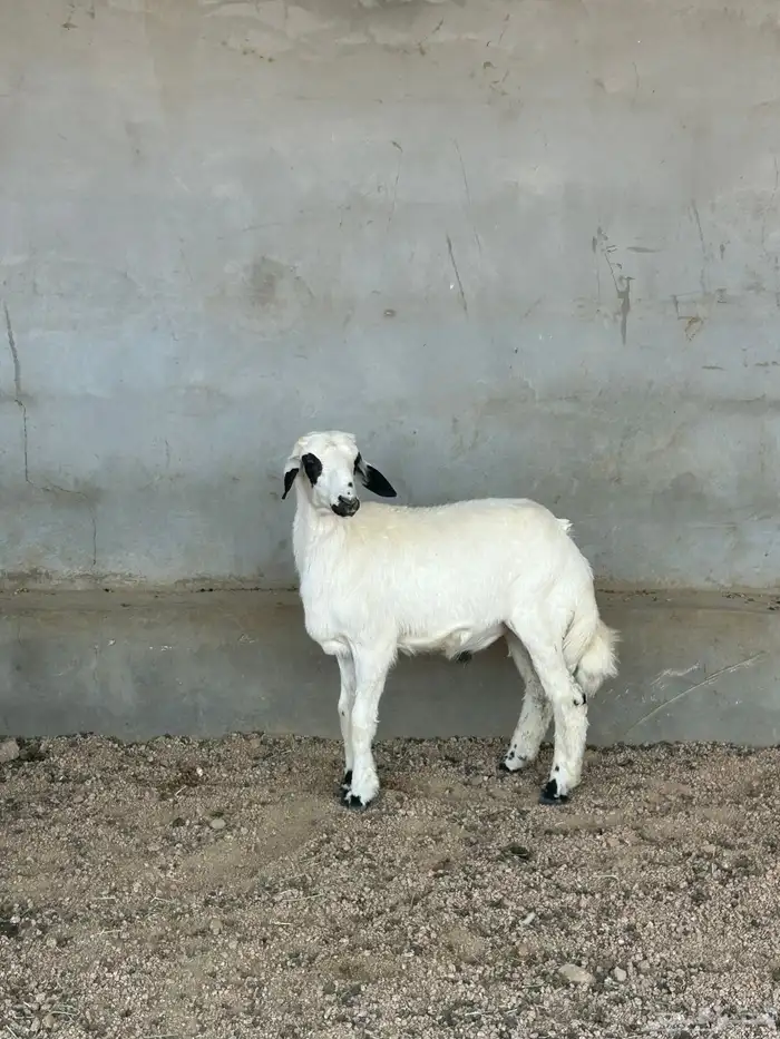 طلي ذبيحه للبيع 0