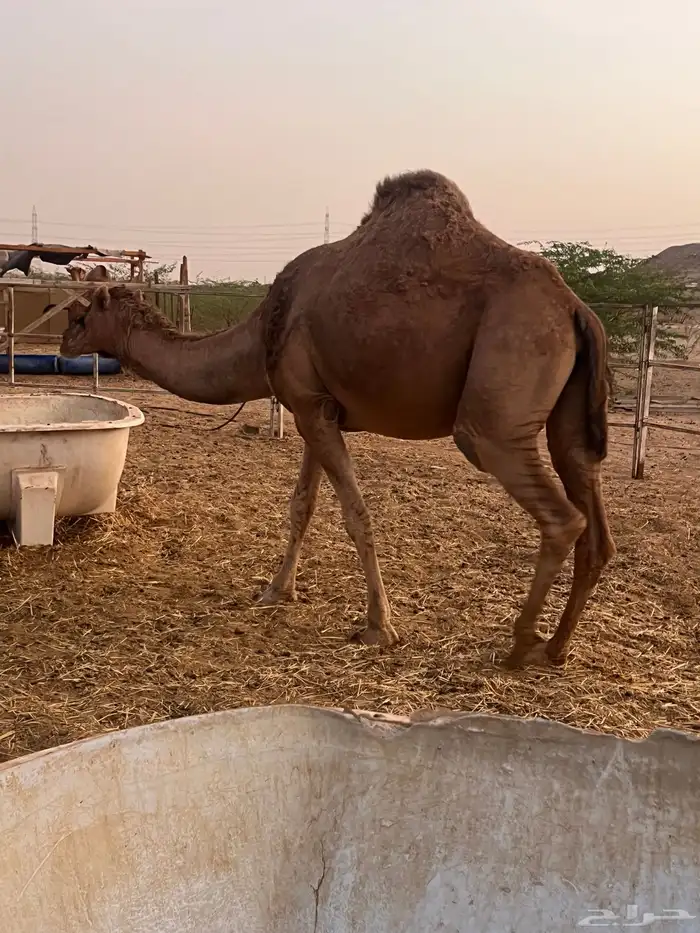 ناقه القحه 3