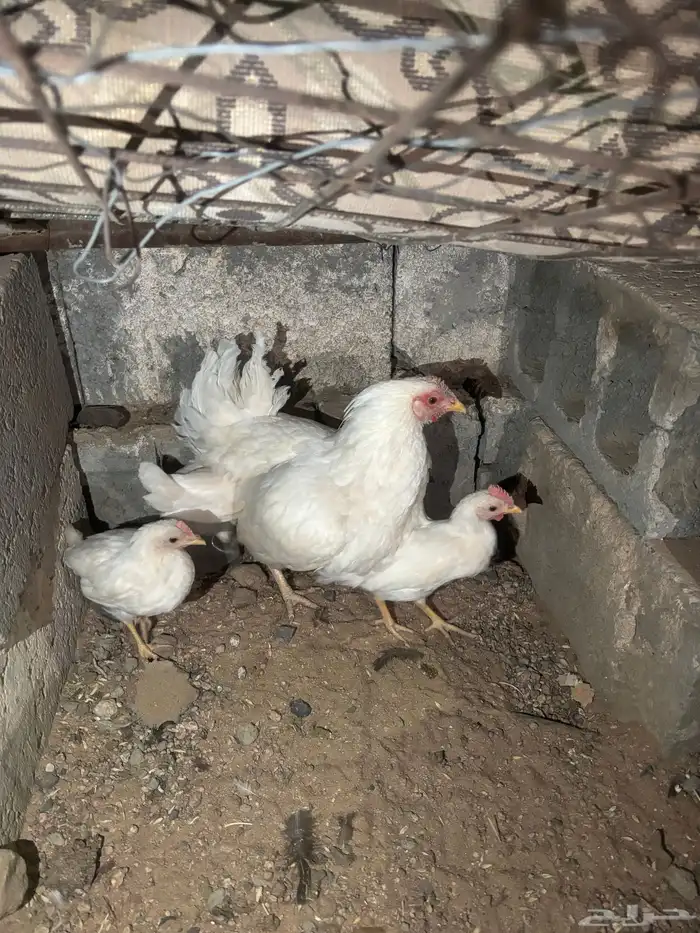دجاجة مفرخة بيضاء صك 0