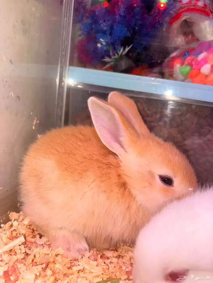 ارانب صغار 1