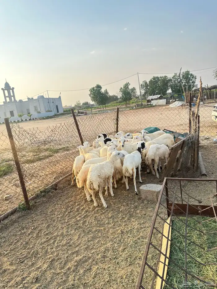 رخيل رفيدية 3