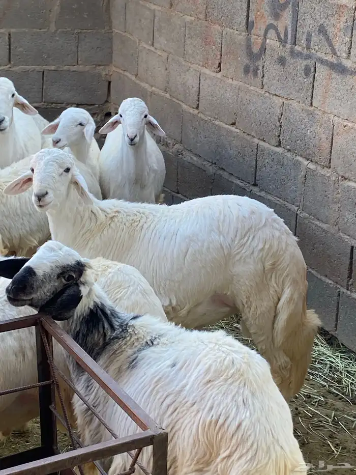 بهم كفو وجرمه كفو وذيوله كفو على الشرط من جميع العذاريب 0