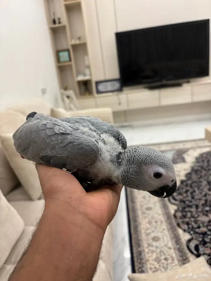 للبيع فرخ كاسكو افريقي 1