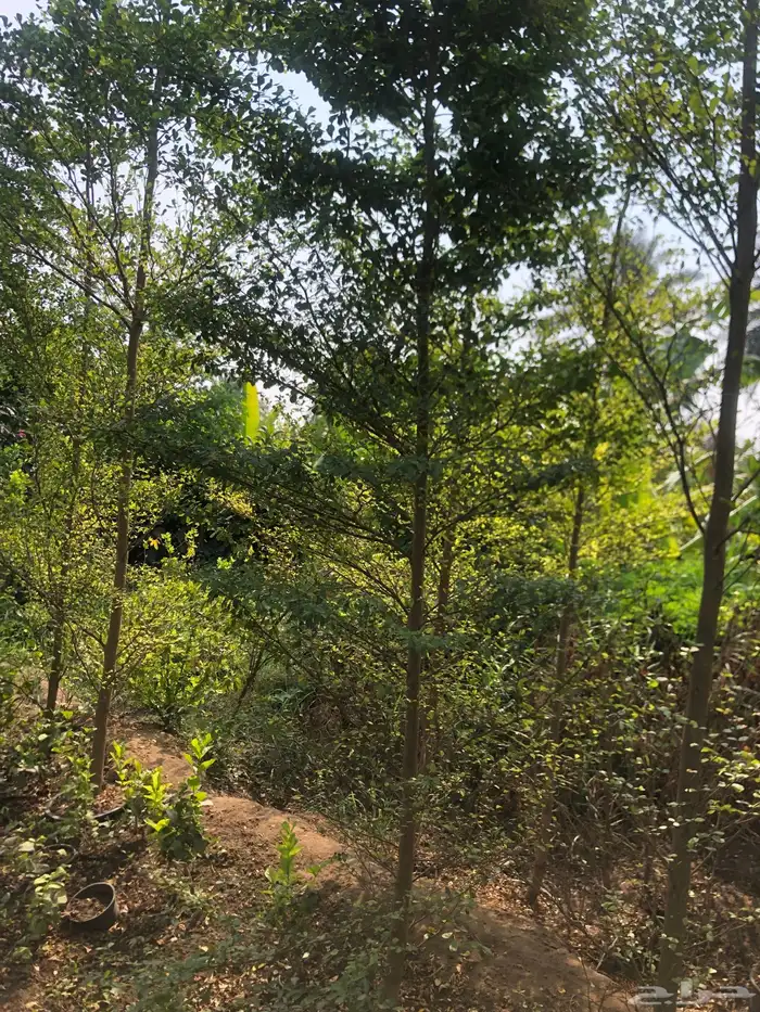 تنسيق الحدائق المنزلية 0