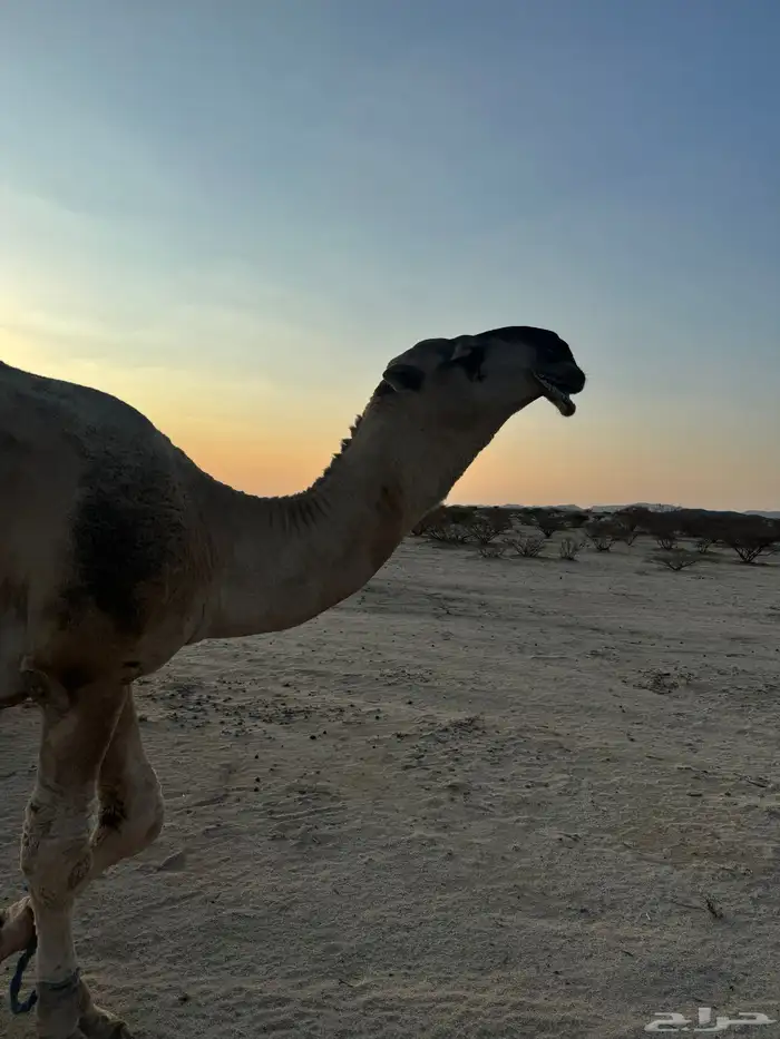 بعير اشقح للبيع 1