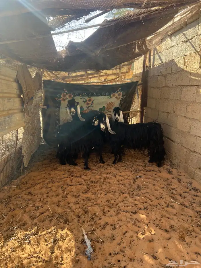 معزا عوارض بفحلها 3