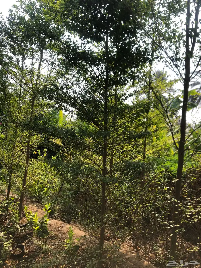 تنسيق الحدائق المنزلية 1