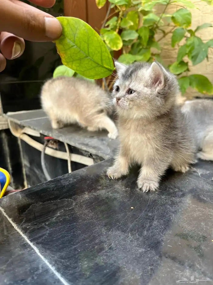 سكوتش ستريت بيور بريتش 5