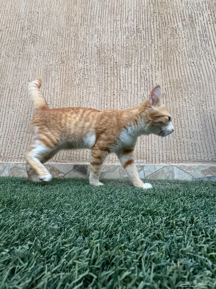 قط انفاذ تبني 4