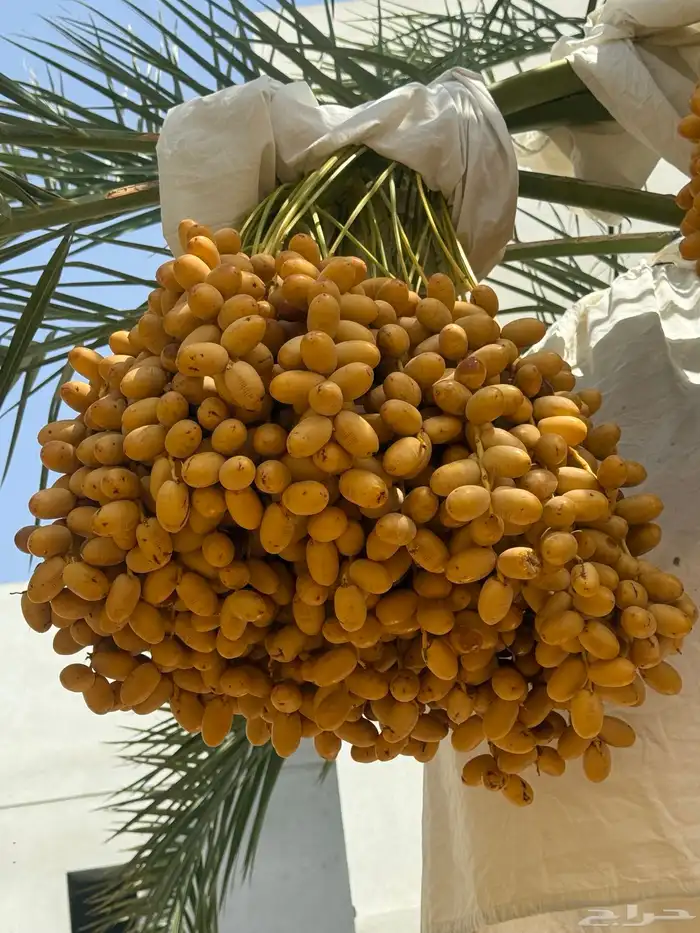 نخلة نقيلة النوع مصيفة 2