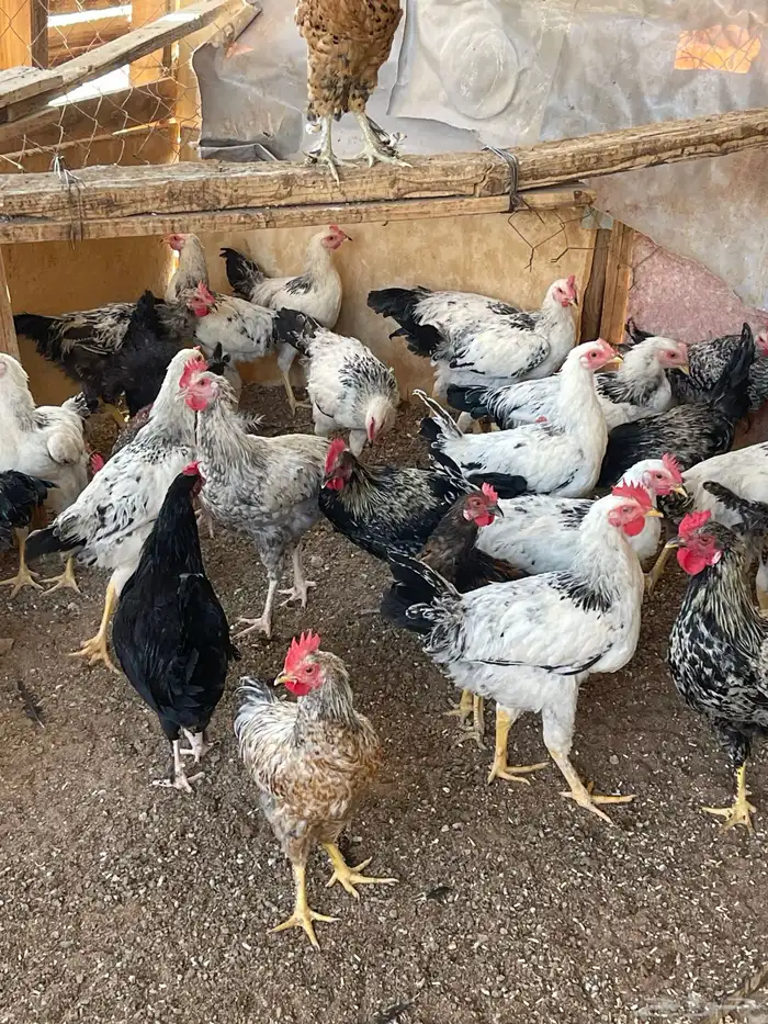 دجاج فرنسي للبيع سعر الحبه 40 ريال. الموقع حقل 6