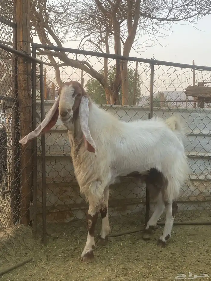تيس فحل مضمون ومشروط 100 2