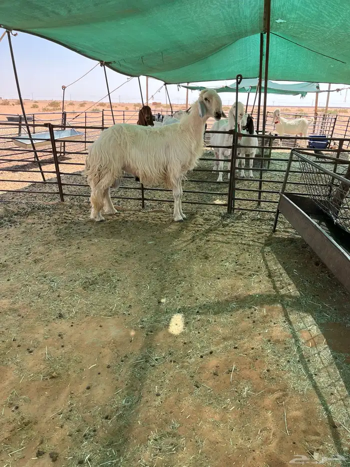 خروف نجدي عيسي فاخر 0