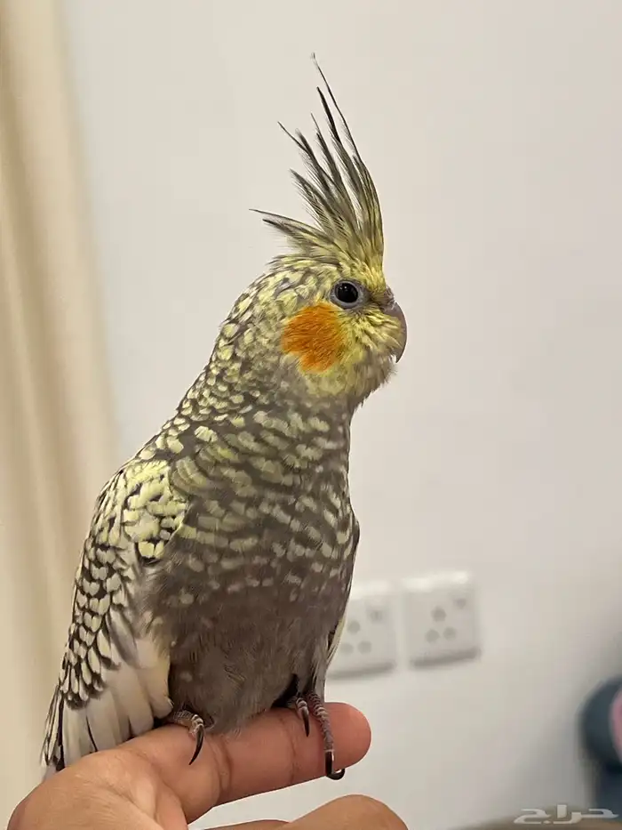 كروان الييف مفطوم 0