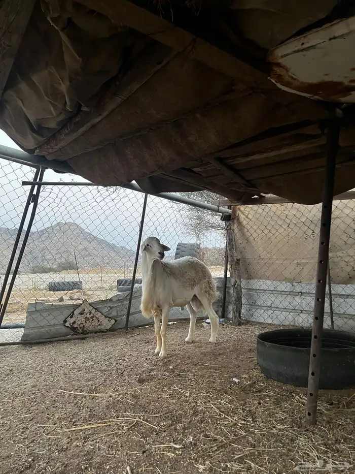 فحل مشروط للبيع 0