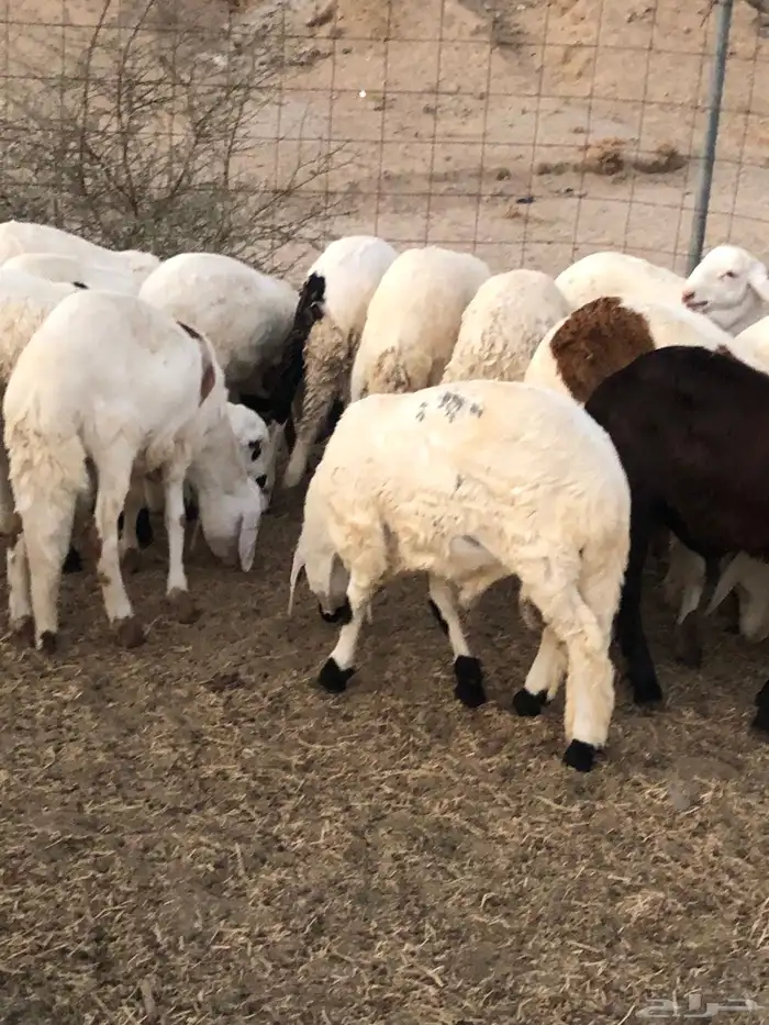 سواكن تربيه جذعان جمله وتفريد 2