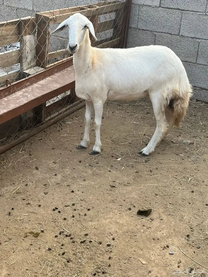 نعجه حريه 1