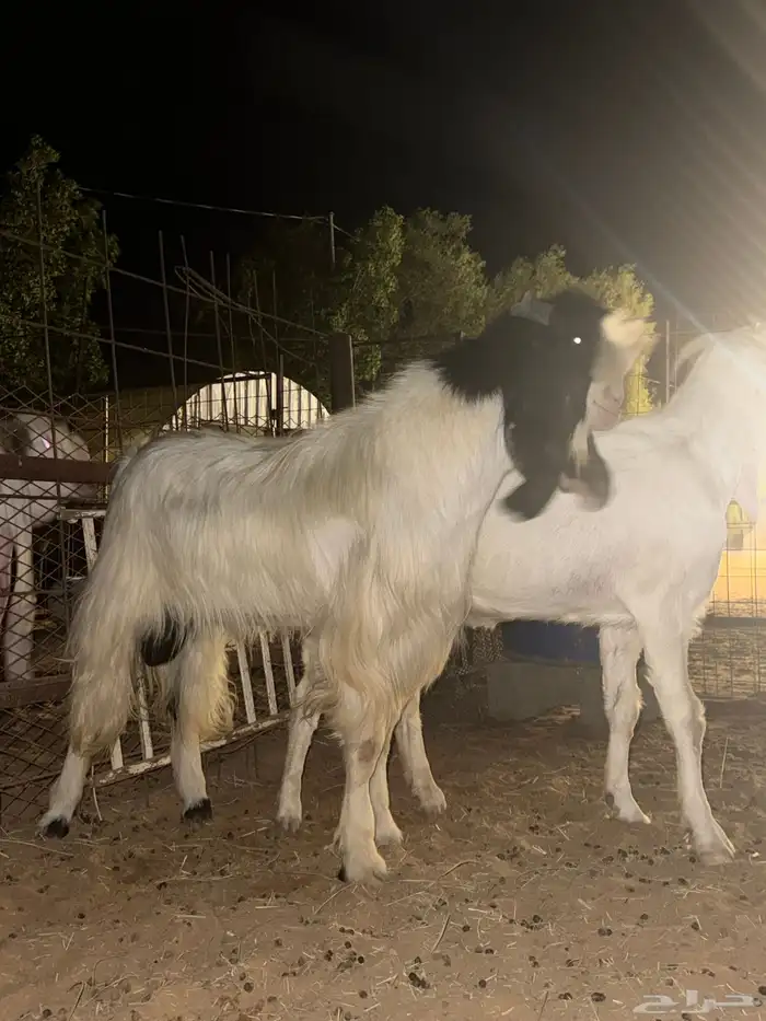 تيس مشروك خصم 3